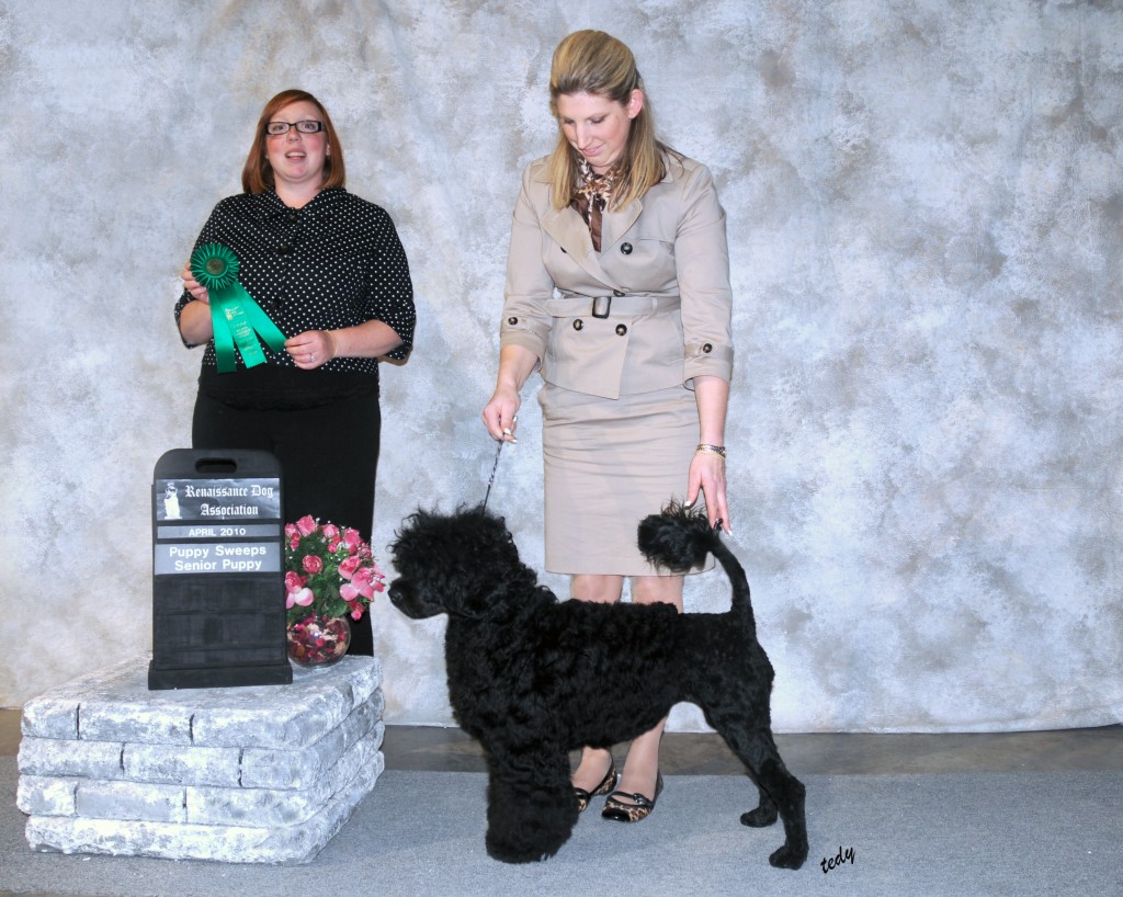 Portia-10-mo-Best-Senior-Puppy-in-Sweeps-All-Breed-Canada-Apr-2010