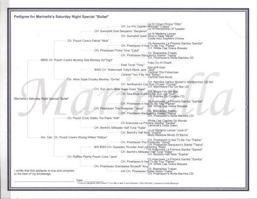 Bullet's Pedigree
