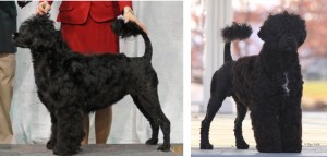 Am/Can Ch Pouch Cove's Strong Willed "Willow" x GCH Ch Pouch Cove's Mizrahi "Isaac"