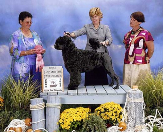 Isaac 2008 PWDCA Nationa Specialty, First Place 9-12 Month Sweeps (10 Mo Old)