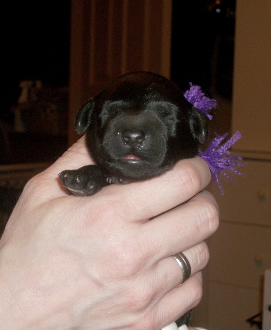 Purple Girl 2 days old (Isaac x Willow)