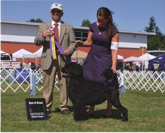 Bullet winning Best Of Breed first time out as a special - Enumclaw Aug 2011